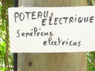 La Senelec_0459.JPG